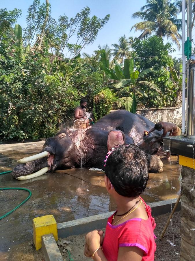Mango Kerala Homes Homestay